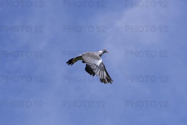 WOOD PIGEON (columba palumbus), ADULT IN FLIGHT
