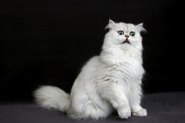 Chinchilla Persian Domestic Cat against Black Background