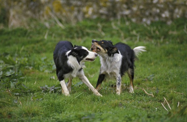 Border Collie Dog, Adults playing wiht a stick of Wood