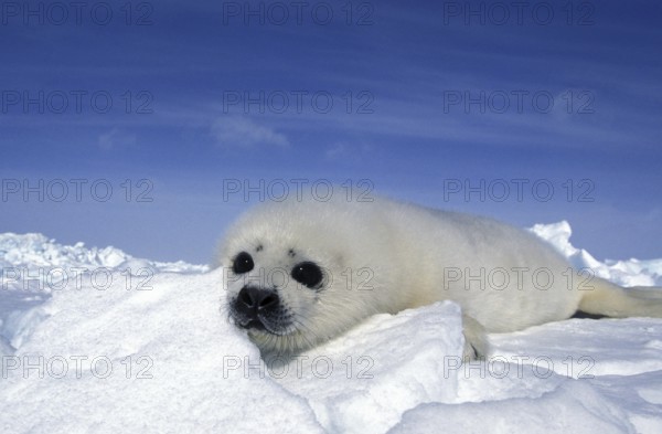 Harp Seal (pagophilus groenlandicus), Pup standing on Icefield, Magdalena Island in Canada