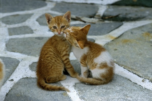 Young domestic kittens, Lesvos, Greece, Europe