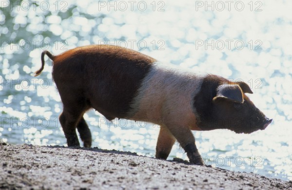 Red-breasted Husum Protest Pig, Danish Protest Pig, German Saddleback Pig Division Red-breasted