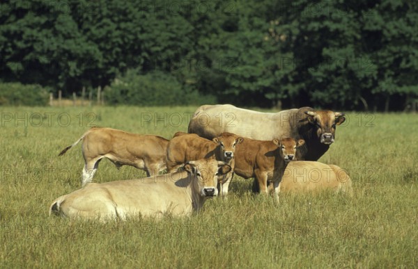 Parthenaise cattle, a French breed, herd with bull, cows and calf
