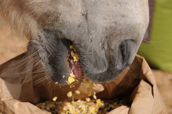 Domestic horse, feeding, horse feeding, feed, concentrate, muesli