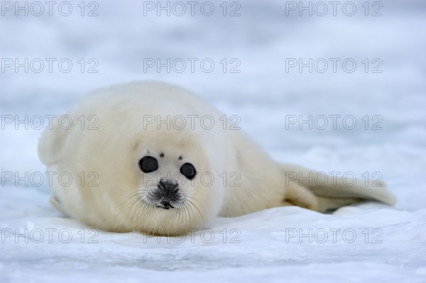 Harp Seal (Pagophilus groenlandicus) young, whitecoat, 4 to 14 days, Gulf of St Lawrence, Magdalen