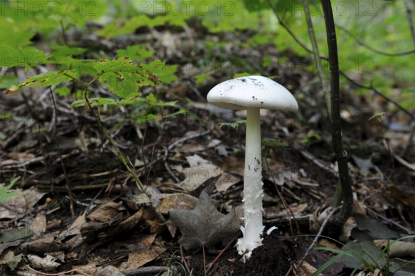 Cap Breton Highland National Park, Nova Scotia (Amanita virosa), cone-hooded button mushroom,