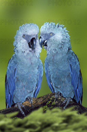 Spix's macaw (Cyanopsitta spixii)