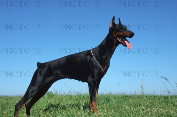 Doberman Pinscher, cropped ears, bitch