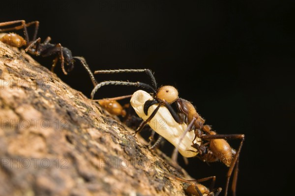 Driver ant, submajor, carrying larva and Eciton burchellii (Eciton burchelli), ant, ants, Costa