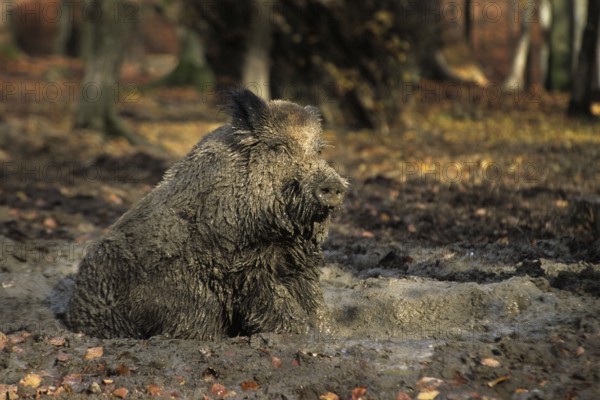 Wild Boar (Sus scrofa) wallowing in mud, dirty