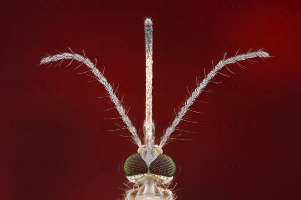 Close-up of a mosquito (Culex pipiens) with stinging trunk and feathered antennae