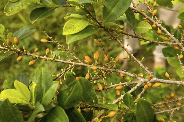 Coca (erythroxylum coca), leaves for cocaine production, Peru, South America