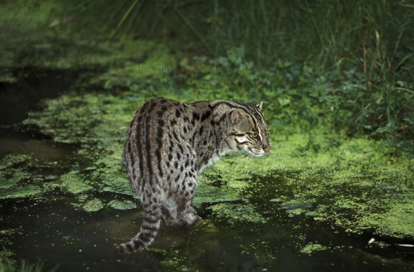 Fishing cat (prionailurus viverrinus), adult in water