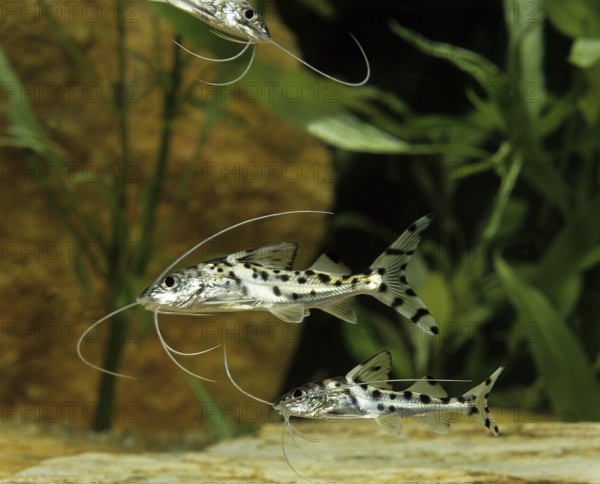Angel Antenna Catfish, Painted Antenna Catfish, Angel Antenna Catfish, Painted Antenna Catfish,