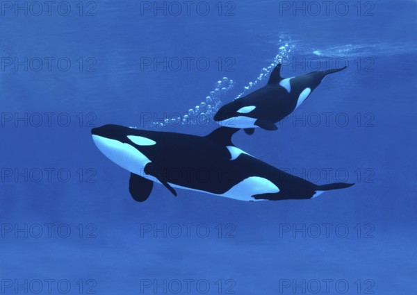 Killer Whale (orcinus orca), Mother with Calf