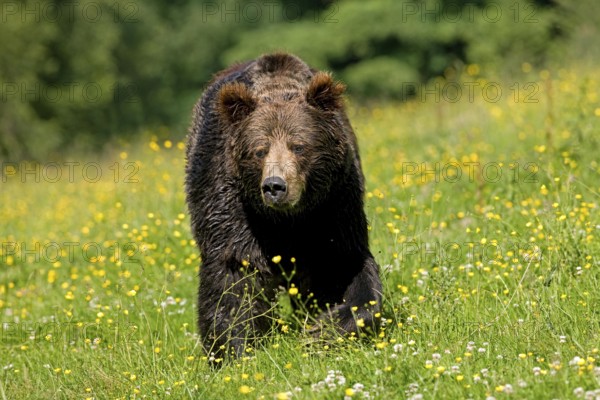 BROWN BEAR (ursus arctos), ADULT WALKING THROUGH MEADOW