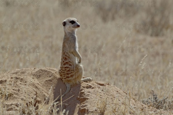 Meerkat (Suricata suricatta), Kgalagad Transfrontier Park, South Africa, Africa