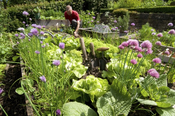 Herb garden, chives (Allium schoenoprasum)