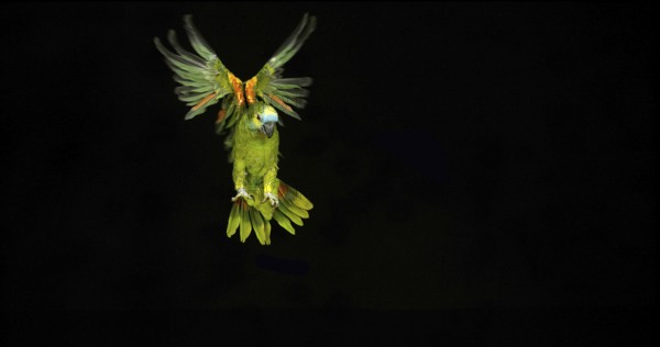 Blue-Fronted Amazon Parrot or Turquoise-Fronted Amazon (amazona aestiva) Parrot, Adult in flight