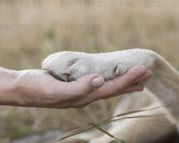 Side view person holding dog s paw. Resolution and high quality beautiful photo