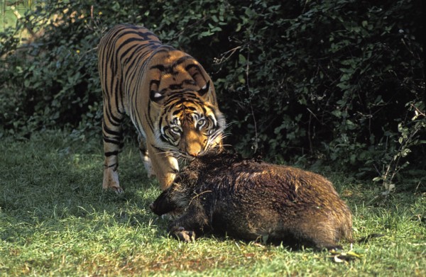 Sumatran Tiger (panthera tigris sumatrae), Adult with a Wildboar Kill