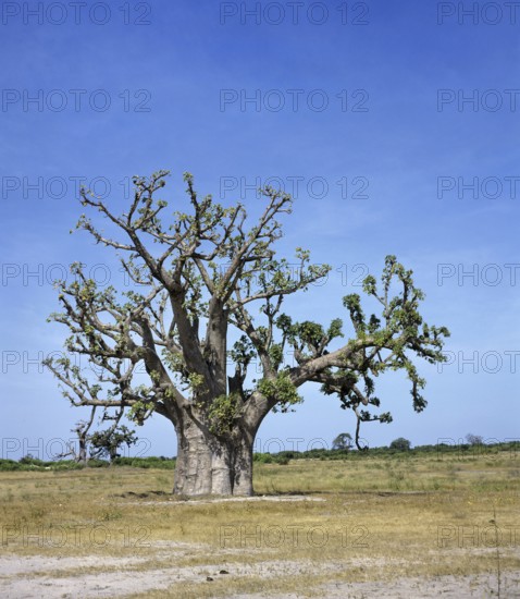 Baobab (Bombacaceae), mallow family, Baobab in Senegal