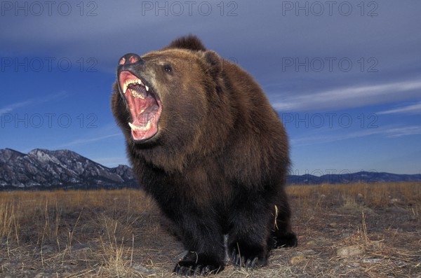 Kodiak Bear (ursus arctos middendorffi), Adult with Open Mouth, Defensive Posture, Alaska
