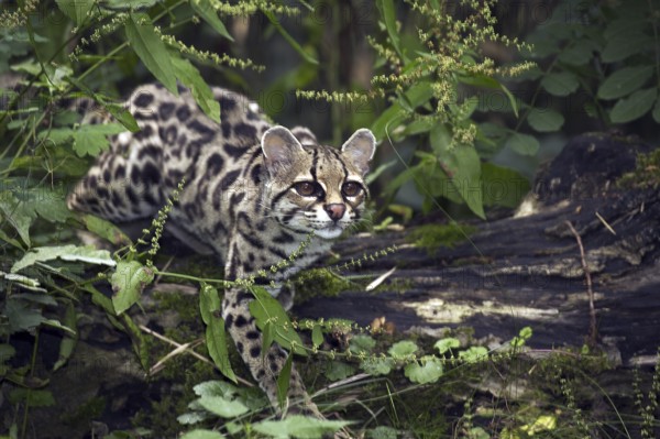 Margay cat, leopardus wiedi, adult