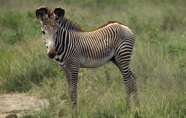 Grevy's grevy's zebra (equus grevyi), foal in Samburu Park in Kenya