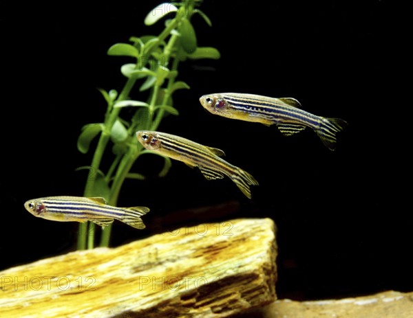 Zebrafish (brachydanio rerio) (Brachydanio rerio), Zebrafish, Animals, Other animals, Fishes,