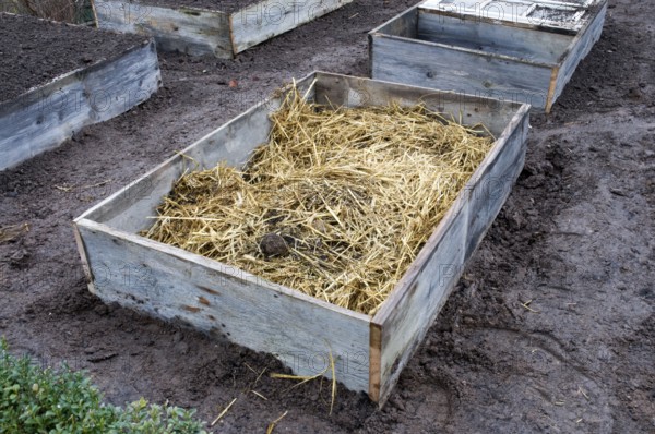 Cold frame, manure bed, straw and manure