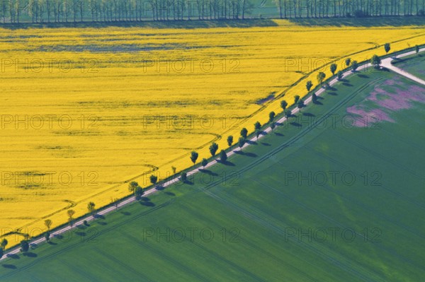 Rape field and field path, avenue, Saxony-Anhalt, Germany, Europe