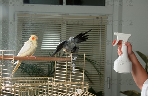 Cockatiels (Nymphicus hollandicus), pair on cage, beeing showered