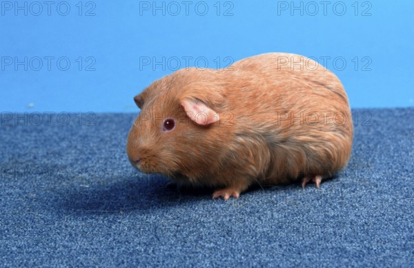 Guinea Pig pig, salm-agouti