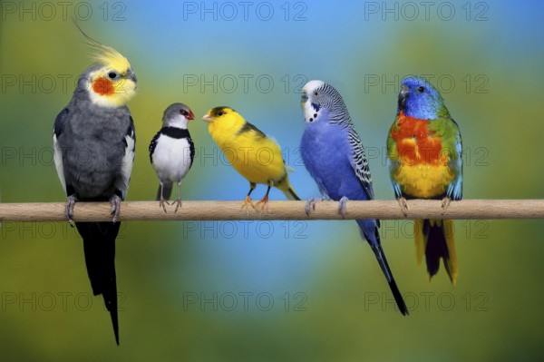 Cockatiel, Diamond Finch, Canary, Budgie and Shining Parakeet