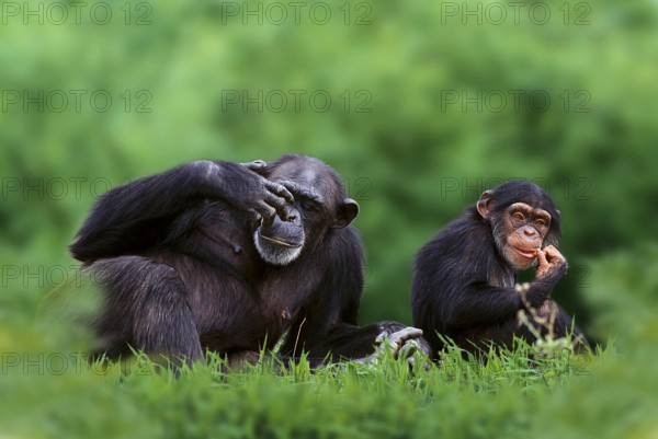 Chimpanzee with young, common chimpanzee (Pan troglodytes) with young