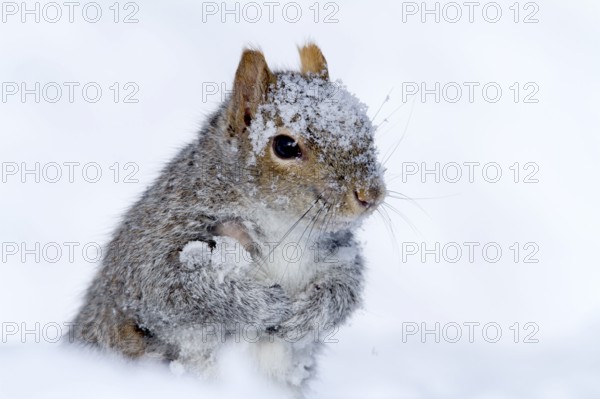 Eastern gray squirrel (Sciurus carolinensis), Montreal, Quebec, Canada, North America