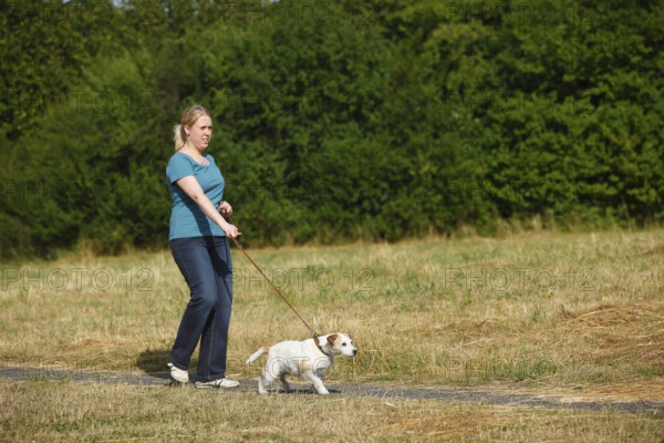 Woman with Parson Russell Terrier, dog pulling on leash, Parson Jack Russell Terrier, dog leash,