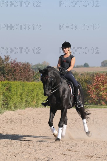 Rider and Westfalian warmblood, black horse, dressage training, Westfalian warmblood, German