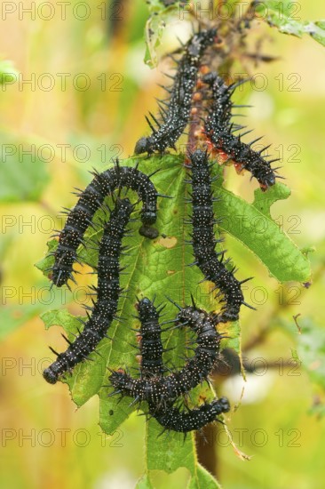 European peacock (Inachis io), caterpillar, Stinging nettle (Urtica dioica), Rhineland-Palatinate,
