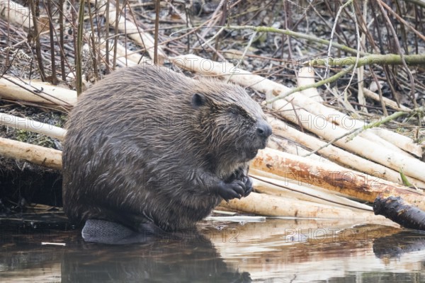 A beaver (Castor fibre) sits quietly by the water surrounded by gnawed branches, Hesse, Germany,
