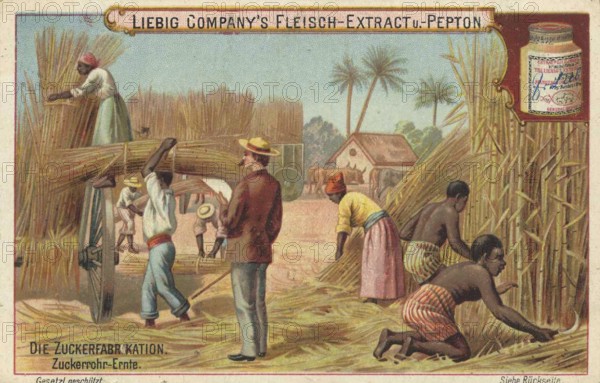 Picture series The sugar factory, harvesting sugar cane, Liebig picture, digitally restored