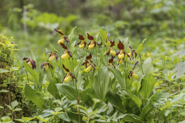 Lady's slipper orchid (Cypripedium calceolus), Kalkalpen National Park, Upper Austria, Austria,