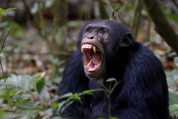 West African chimpanzee (Pan troglodytes verus) braids its teeth, at Bossou, Nzérékoré Region,