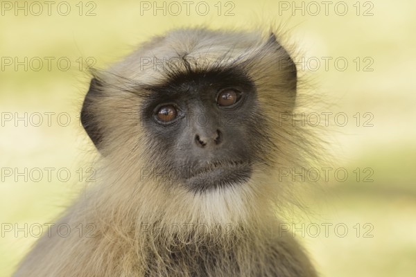 Dussumier's Malabar Langur or Southern Plains Gray Langur (Semnopithecus dussumieri), Gir Forest