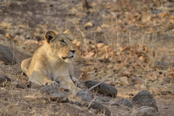 Asiatic Lion (Panthera leo persica), young male, Gir Forest National Park, Gir Sanctuary, Gujarat,