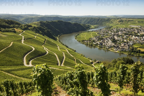 Picturesque village by the river and in the vineyards, Piesport, Moselle, Rhineland-Palatinate,