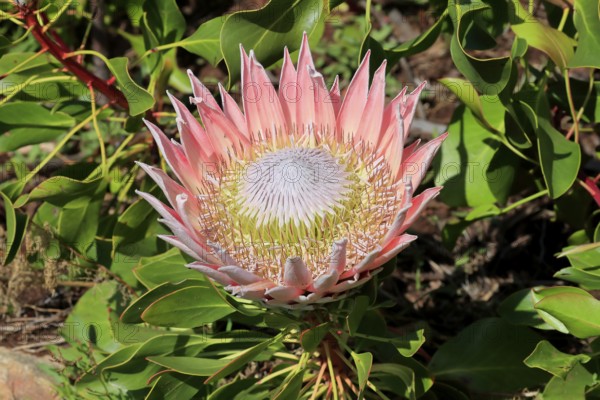 King Protea (Protea cynaroides), flower, flowering, flower, in spring, Kirstenbosch Botanical