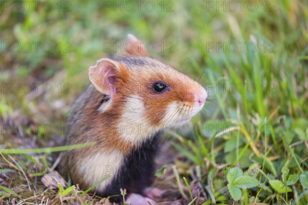 A European hamster (Cricetus cricetus), Eurasian hamster, black-bellied hamster or common hamster,
