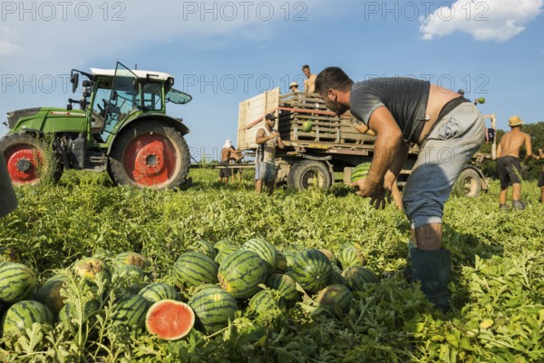 Melons, harvest, watermelon, near Bad Krozingen, Markgräflerland, Breisgau, Black Forest, Germany,